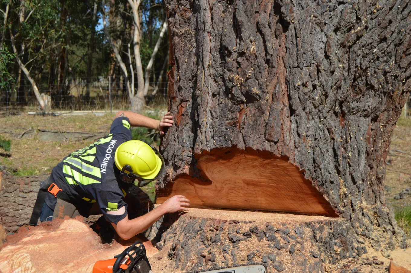 Makerikeri Silviculture field work